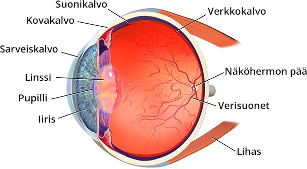 Silmän anatomia